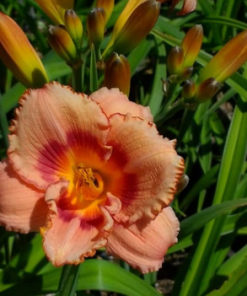 Daylily, Strawberry Candy