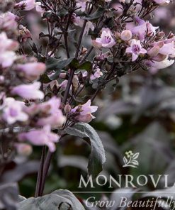 Beardtongue, Digit Dakota Burgundy