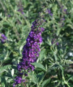 Butterfly Bush, Miss Violet