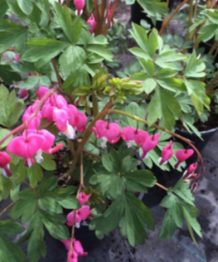 Bleeding Heart, Old Fashioned