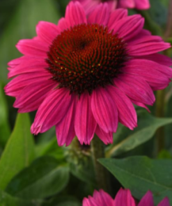 Coneflower, Fuchsia Fandango