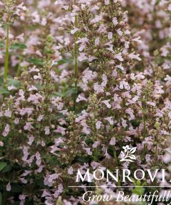 Catmint, Whispurr Pink