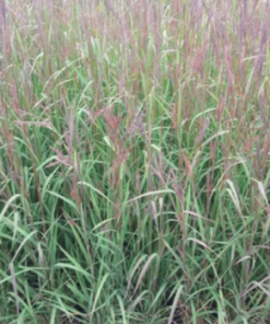 Big Bluestem Grass, Karl's Cousin