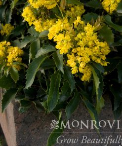 Compact Oregon Grape