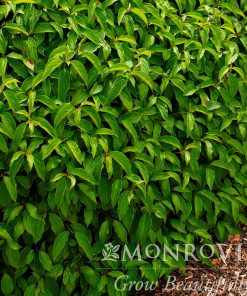 Dogwood, Kelsey's Dwarf Red