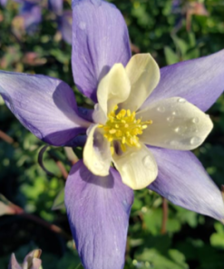 Columbine, Deep Blue & White