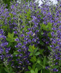False Indigo, Blueberry Sundae (Decadence Series)