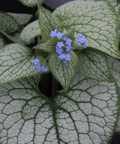 Brunnera 'Queen of Hearts'