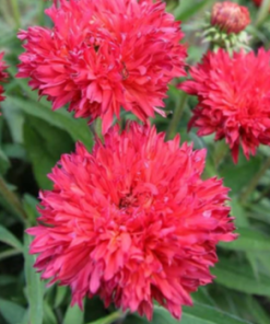 Coneflower, Fringe Festival (Red)