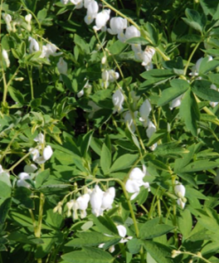 Bleeding Heart, Alba (White)
