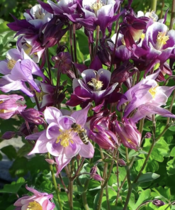 Columbine, Biedermeier Mix