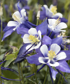 Columbine, Deep Blue & White
