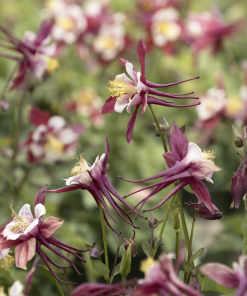 Columbine, Red & White