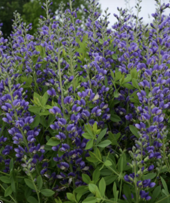 False Indigo, Blueberry Sundae (Decadence Series)