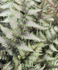 Japanese Painted Fern, Godzilla