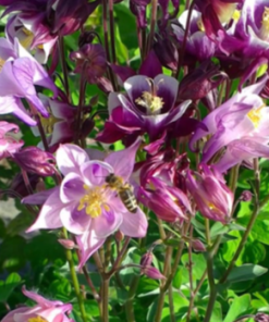 Columbine, Biedermeier Mix