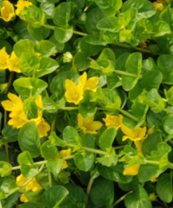 Creeping Jenny