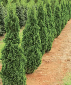 Arborvitae, Degroot's Spire