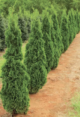 Arborvitae, Degroot's Spire