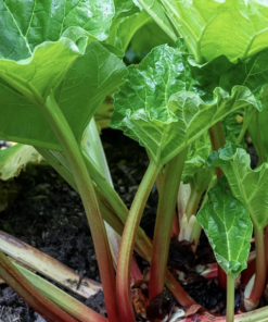 Rhubarb, Goliath
