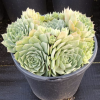 Hen & Chicks, Giant Glacier Blue