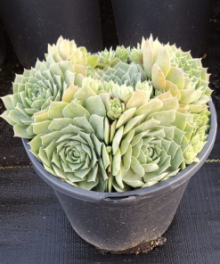 Hen & Chicks, Giant Glacier Blue