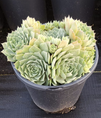 Hen & Chicks, Giant Glacier Blue