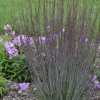 Grass, Little Bluestem, Blue Paradise