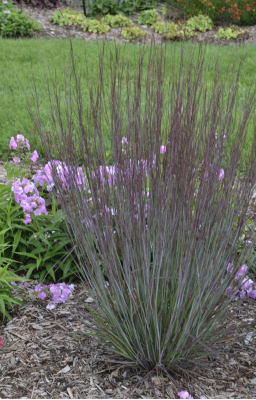 Grass, Little Bluestem, Blue Paradise