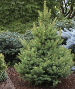 Spruce, North Star (White Spruce)
