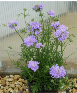 Pincushion Flower, Flutter Deep Blue