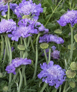Pincushion Flower, Giga Blue
