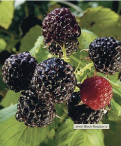 Raspberry, Black Jewel