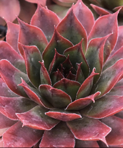 Hen & Chicks, Autumn Apple