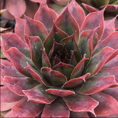 Hen & Chicks, Autumn Apple