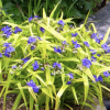 Spiderwort, Sweet Kate