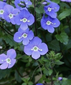 Spike Speedwell, Georgia Blue