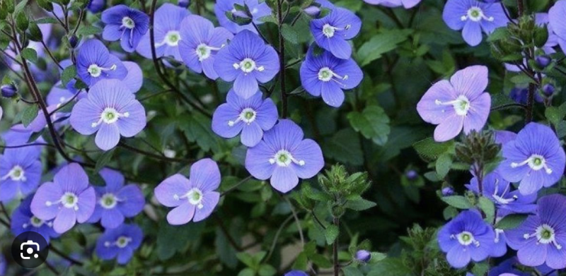 Spike Speedwell, Georgia Blue