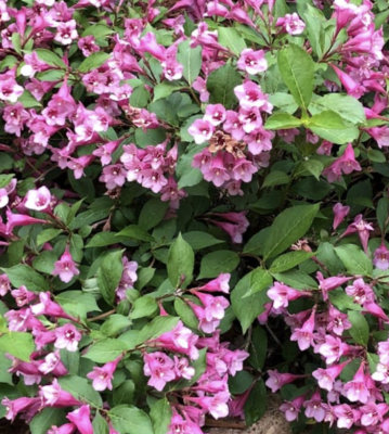 Weigela, Minuet