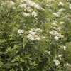 Spirea, Yeti