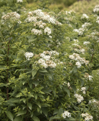 Spirea, Yeti