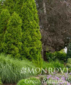 Arborvitae, Degroot's Spire