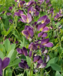 False Indigo, Grape Taffy