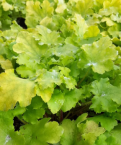 Coral Bells, Lime Marmalade