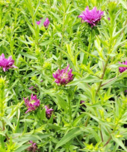 Aster, Henry 1 Purple