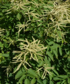Goat's Beard Giant
