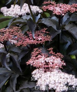 Elderberry, Black Tower Ornamental