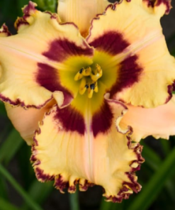 Daylily, King of the Ages (Rainbow Rhythm)