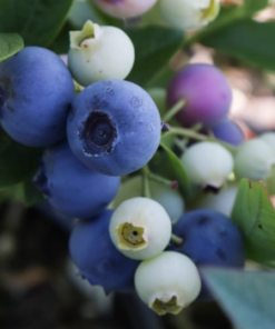 Blueberry, Bonus (Highbush) #2