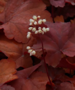 Coral Bells, Rio